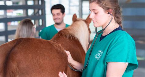 Quanto Tempo É A Faculdade De Medicina Veterinaria