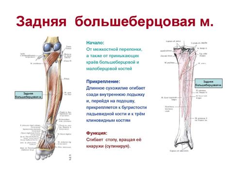 Мышцы свободной нижней конечности - презентация онлайн