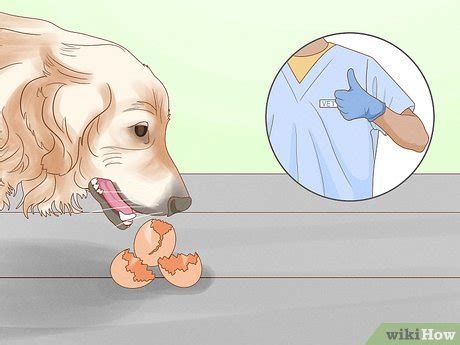 how to cook eggs for dogs