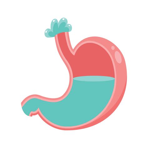 Ascites excess abdominal fluid illustration graphic 48085697 Vector Art
