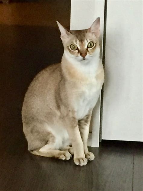 Singapura cat breed information – Artofit