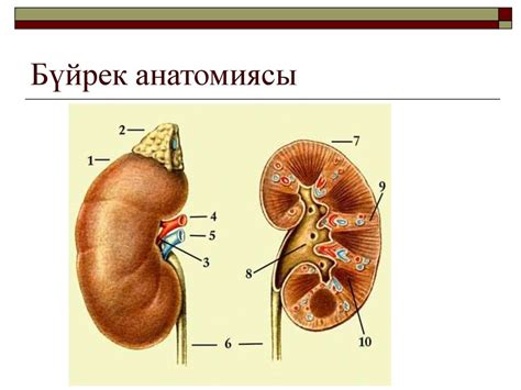 Несеп шығару жүйесі аурулары - презентация онлайн