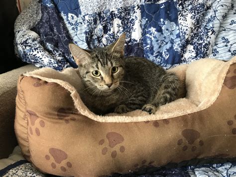 Adopt - Kitten Korner Rescue, Inc.