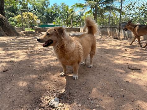 Baba - Dog Rescue Thailand