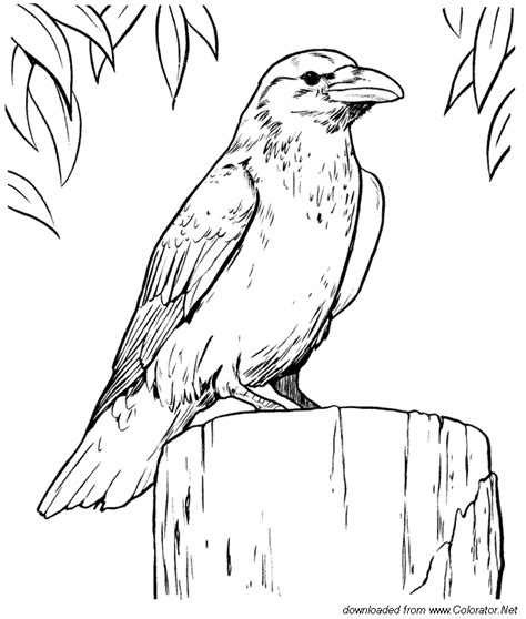 Crow - Animals