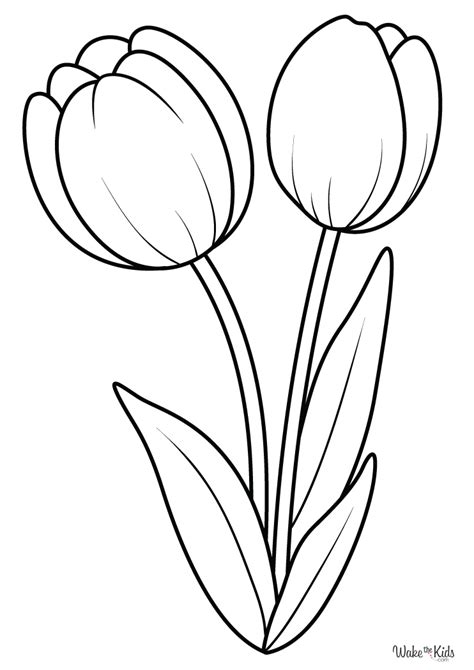 Tulip Coloring Pages (Free Printable PDFs) | WakeTheKids