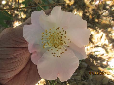 Cinnamon Scentsation