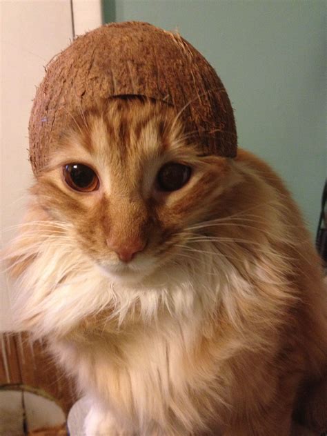 Cat with a Coconut Helmet