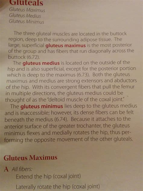 Muscle Discussion: Gluteus Minimus : massage