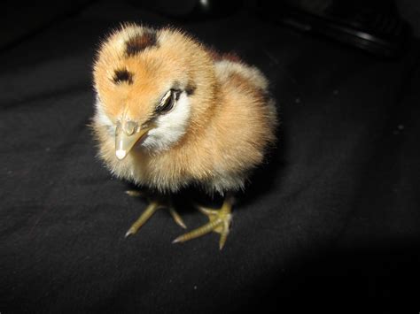 Brown Chicks