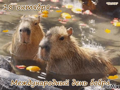 18 октября Международный день бобра - Free animated GIF - PicMix