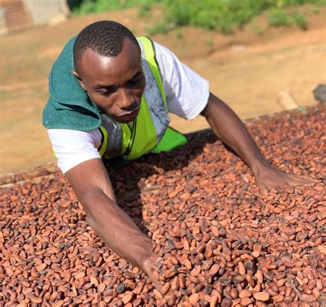 Sun drying – Wassa East Cocoa
