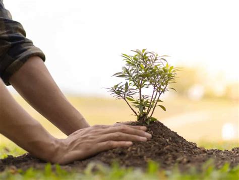 benefits  fall tree planting  autumn   ideal time