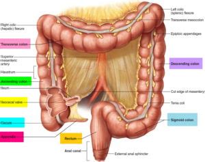 Cecum anatomy, cecum location, cecum function, cancer & inflammation