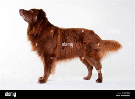 Solid Brown Australian Shepherd