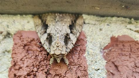 Sweetheart underling moth gave Oakland County woman a surprise