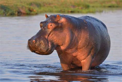 incredible facts   animals