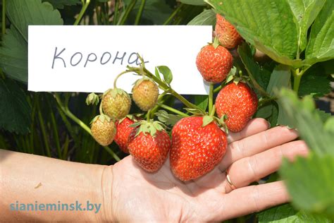 Клубника Корона Описание Сорта Фото Отзывы – Telegraph