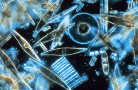 O Que É O Fitoplâncton - Fitoplâncton - Biologia Marinha - InfoEscola