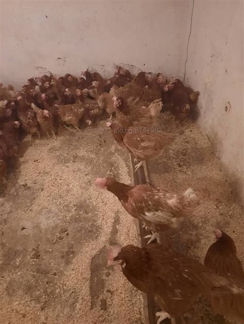 Продавам кокошки носачки за яйца Кокошки, Пилета | Селскостопански ...
