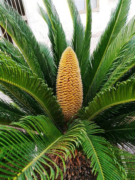 Sago Palm Tree for Sale - Buying & Growing Guide - Trees.com