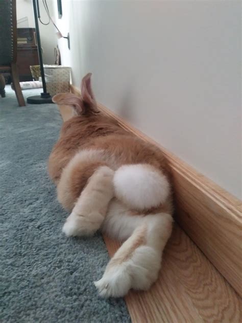 Bunny butt!!! : r/Rabbits