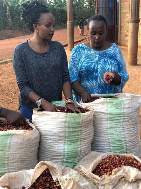 Coffee – GMAC — Green Mountain Arabic Coffee