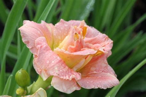 Лилейник гибридный ‘Siloam Double Classic’ (Hemerocallis hybrid ‘Siloam ...