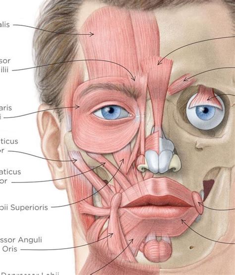 анатомия лица - Поиск в Google | Facial muscles anatomy, Muscle anatomy ...