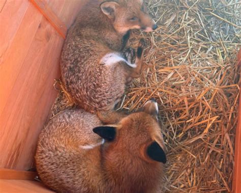 Fighting for Foxes | Dignity Pet Crematorium