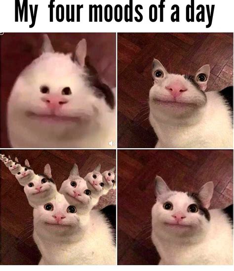Beluga Cat Meme Download the latest Beluga Cat Meme we added for you ...