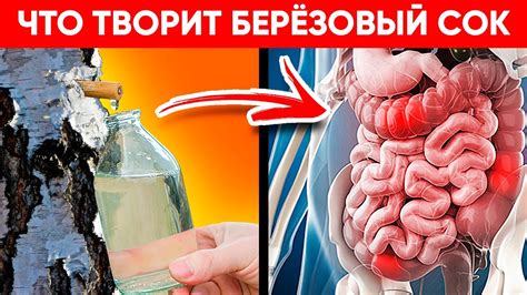 ВОТ ЧТО ТВОРИТ БЕРЕЗОВЫЙ СОК! (Реальная Польза и Вред Сока Березы ...