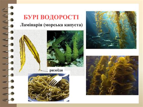 Презентація до уроку на тему "Водорості (зелені, бурі, червоні)"