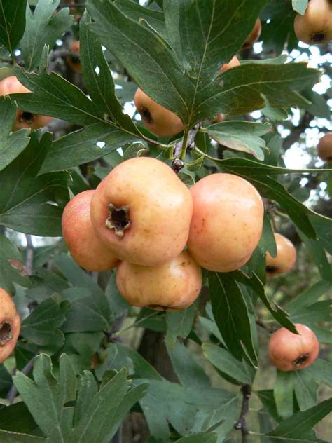 Azzeruolo - Vivai Spinelli - La Frutta che verrà