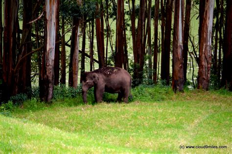 majestic munnar cloudmiles indian travel  fashion blog