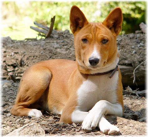 Basenji - rysy charakteru a chování tohoto jedinečného plemene psů