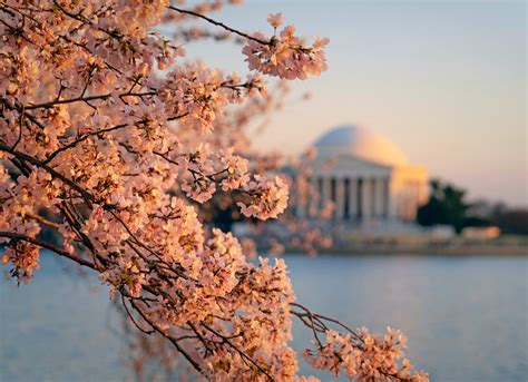 When will Tidal Basin cherry blossoms hit peak bloom? - The Washington Post