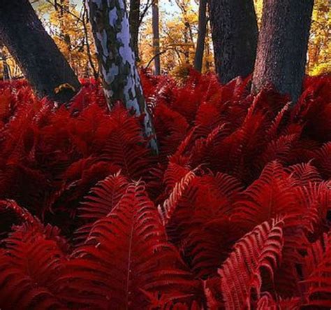 Red Fern | Asparagus fern, Ferns, Fern plant