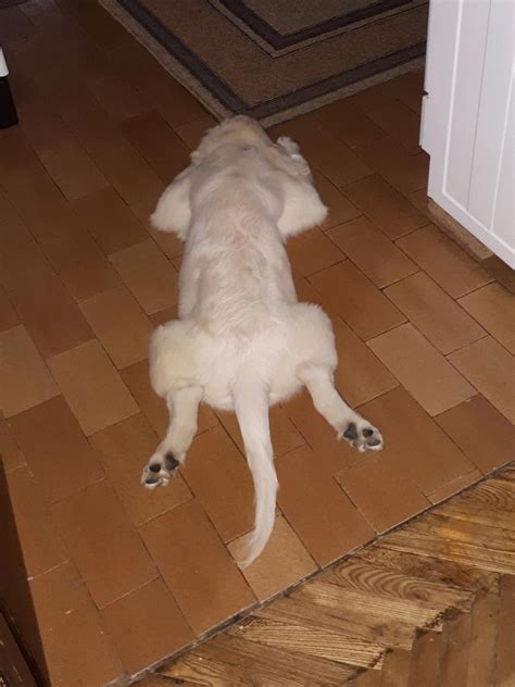 corgi sploot! : r/sploot