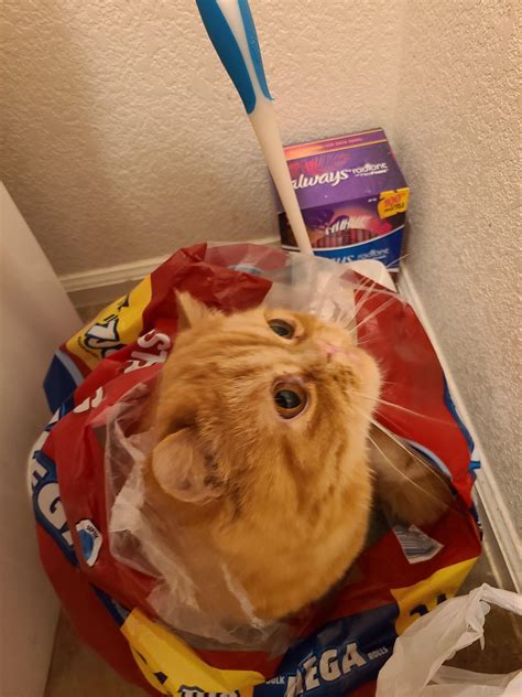 3455 best Cat Trap images on Pholder | The Cat Trap Is Working
