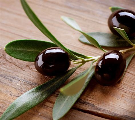 ode  olive twee kuikens