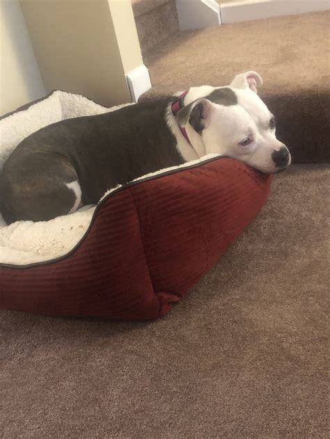Pin by Amanda Musante on American Bulldog - Stratford Terrier Mix ...