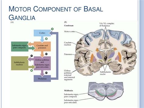 Basal Ganglia Clinical Anatomy Physiology