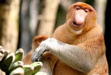 Ugliest animal in the world: 20 species and where to find them - Tuko.co.ke