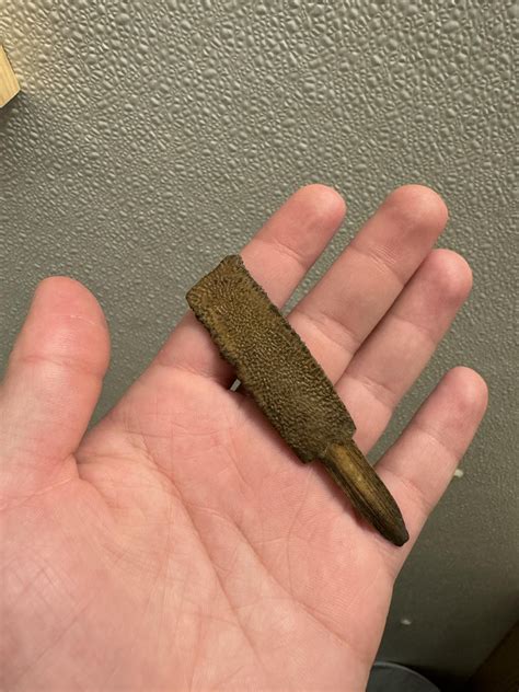 Bone found along river, fishy?? : r/whatisthisbone