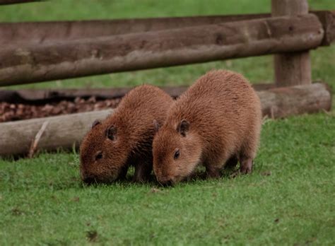 Capybara Zoo's 'Romantic' Efforts Bring Arrival Of First Capybara Baby