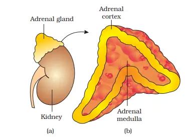 human endrocrine system