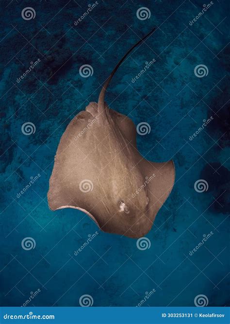 Stingray Underwater in French Polynesia or Maldives. Sting Ray Swim in