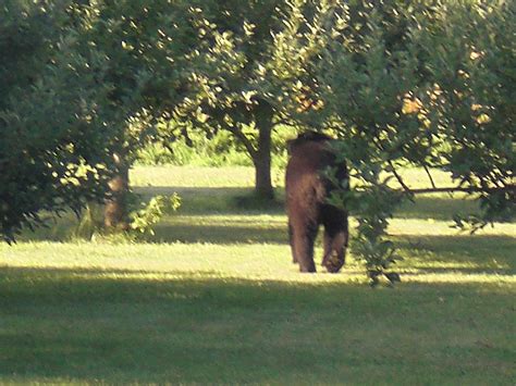 When Do Bears Wake Up From Hibernation in NJ?