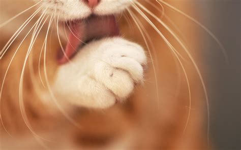 Cat clean Paw wallpaper | 2560x1600 | #12140